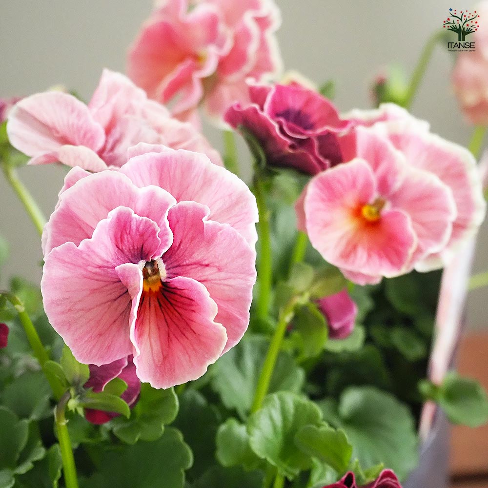 うえたコレクション パンジー・ビオラ シャルマンロゼ2個～ 【花苗 3.5号】