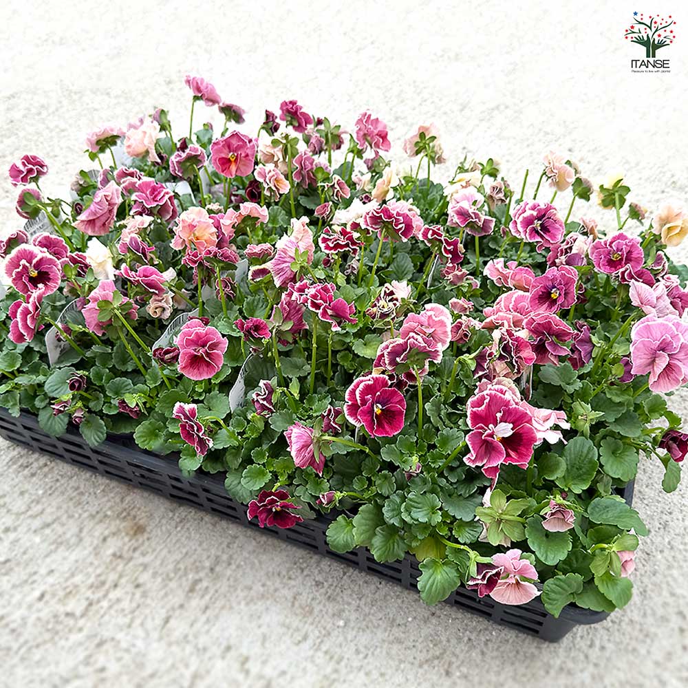 うえたコレクション パンジー・ビオラ シャルマンロゼ2個～ 【花苗 3.5号】