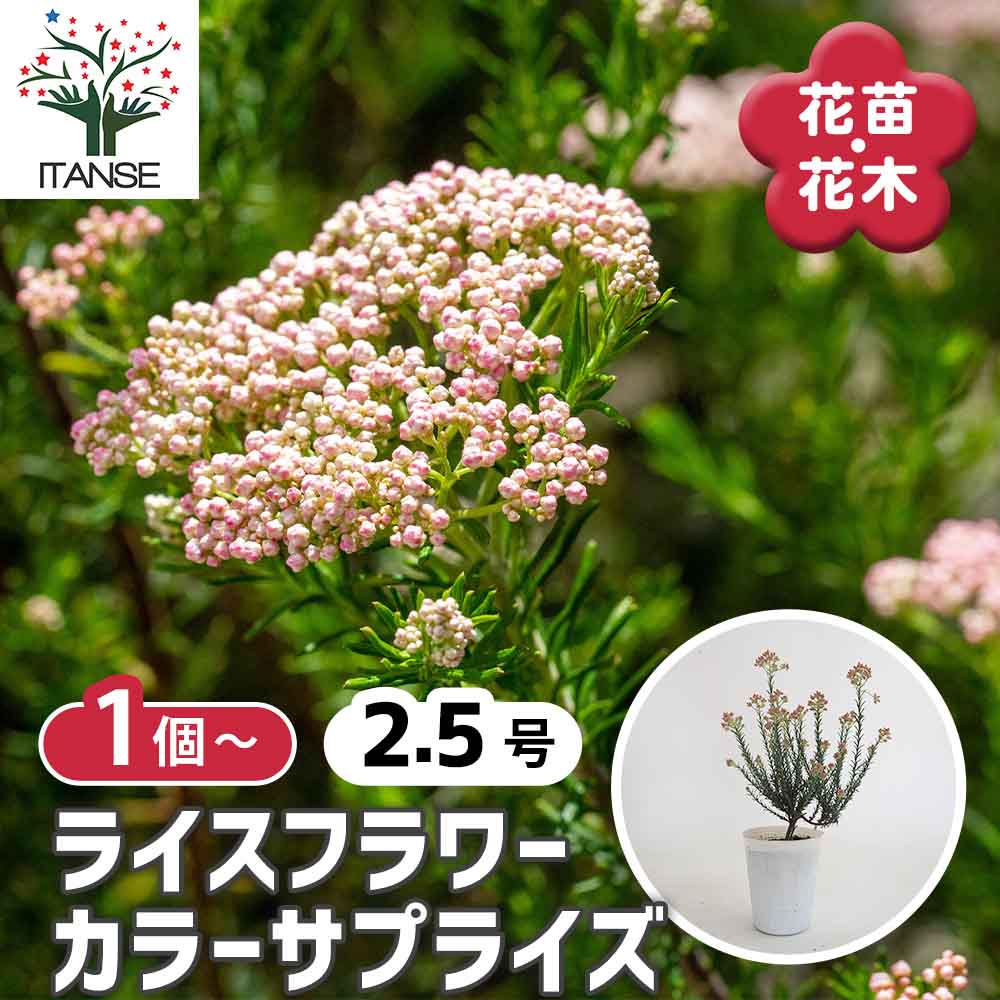 ライスフラワー カラーサプライズ 【花苗 2.5号】｜ 【植物の