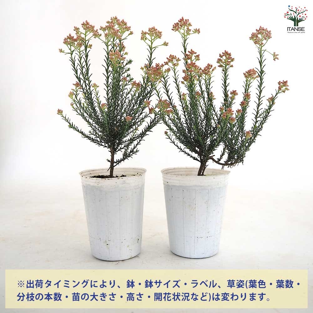 ライスフラワー カラーサプライズ 【花苗 2.5号】｜ 【植物の