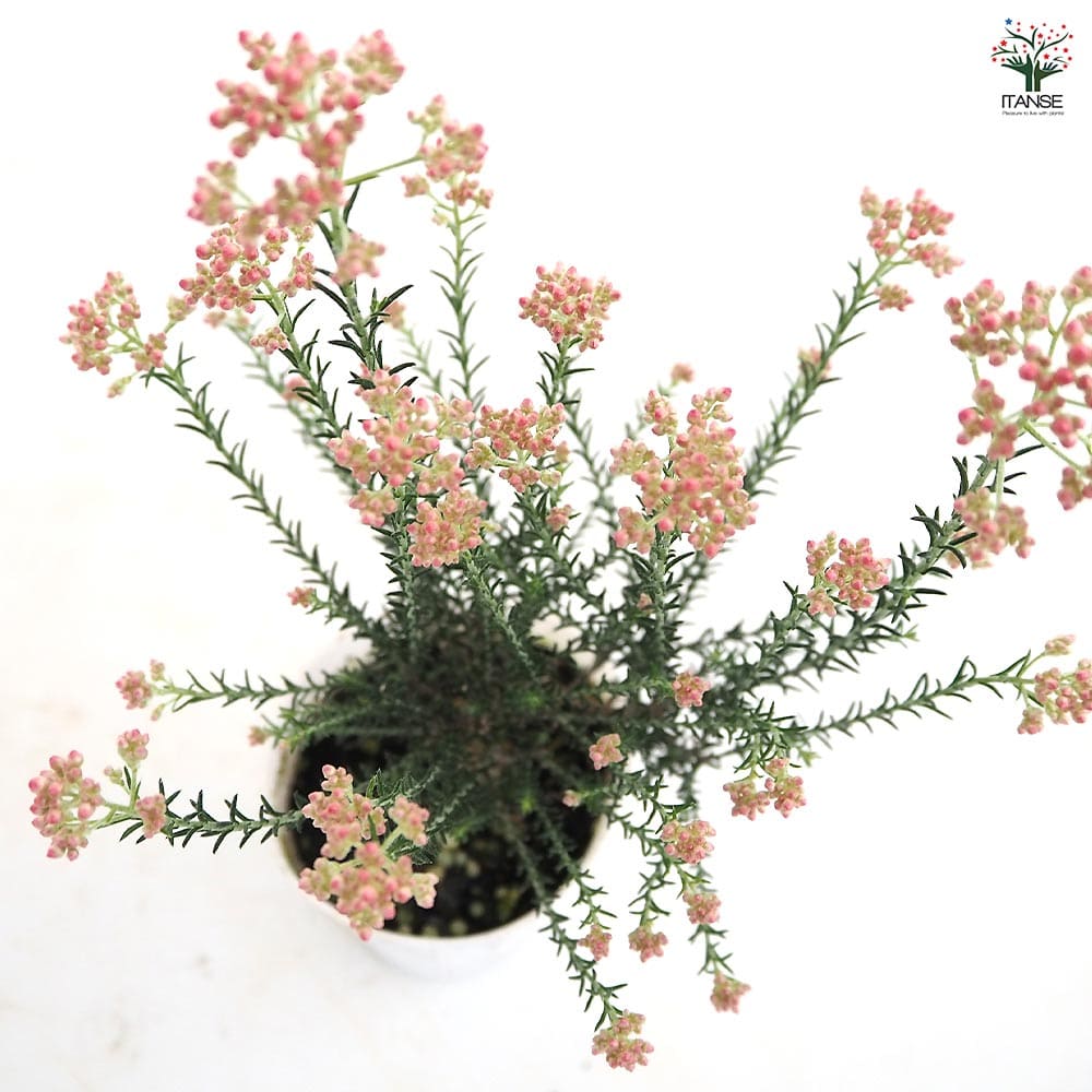 ライスフラワー カラーサプライズ 【花苗 2.5号】｜ 【植物の