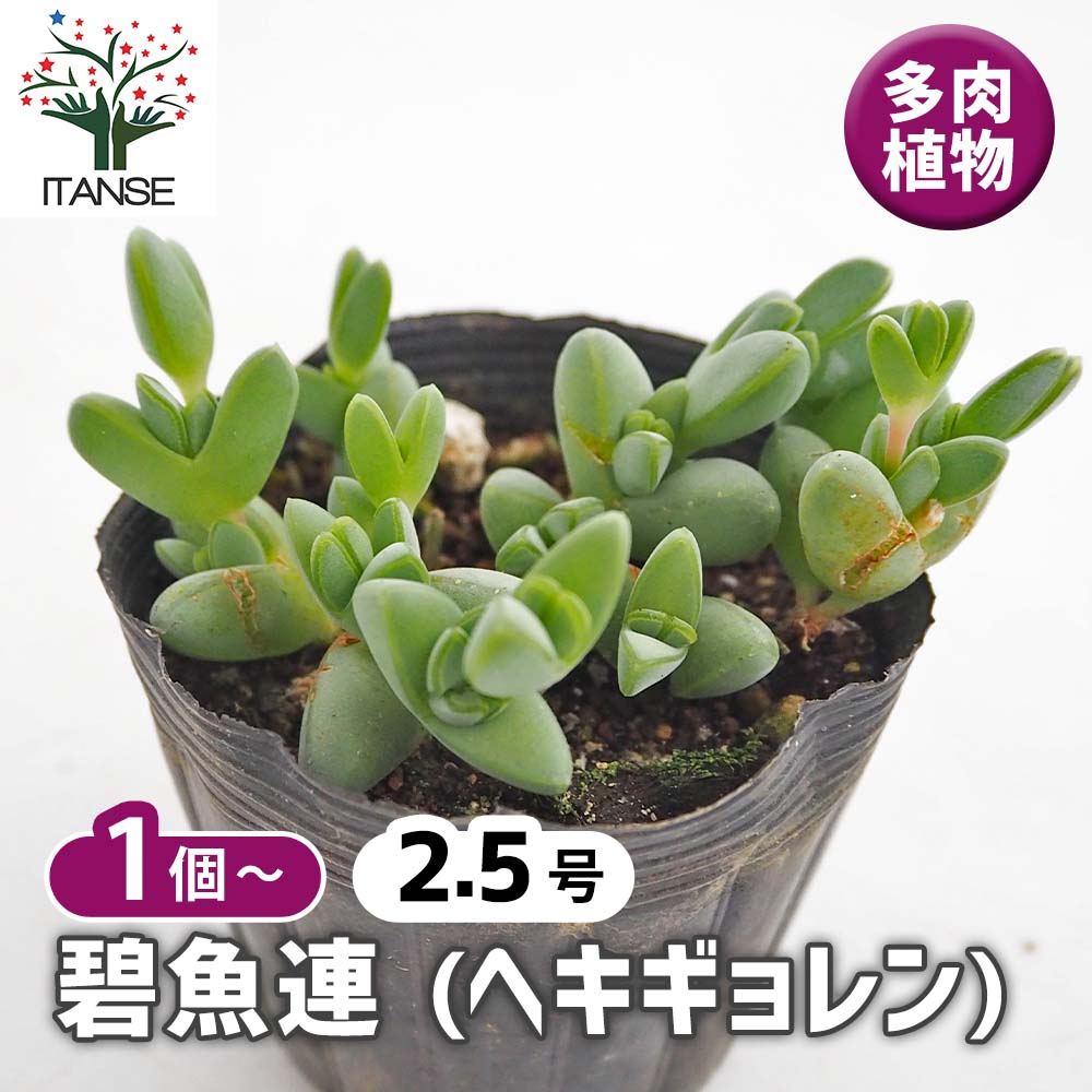 碧魚連(ヘキギョレン) 【多肉植物 2.5号】｜ 【植物のITANSE