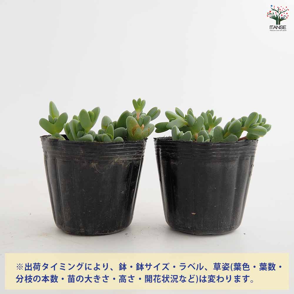 碧魚連(ヘキギョレン) 【多肉植物 2.5号】｜ 【植物のITANSE