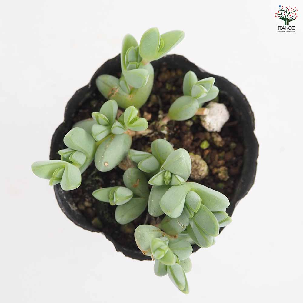 碧魚連(ヘキギョレン) 【多肉植物 2.5号】｜ 【植物のITANSE