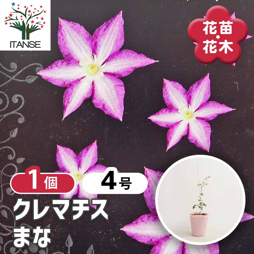 クレマチス まな 【花苗 4号／1個売り】｜ 【植物のITANSE】全品