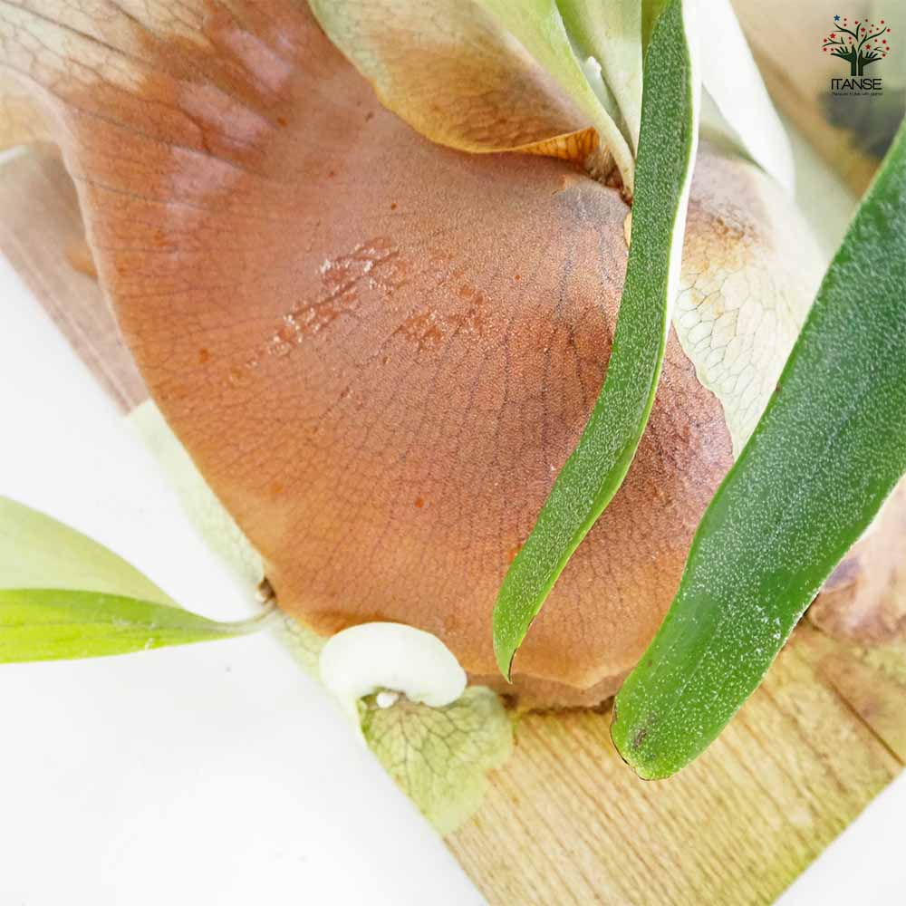 コウモリラン ウィリンキー板付き 【観葉植物 ／1個売り】｜ 【植物の