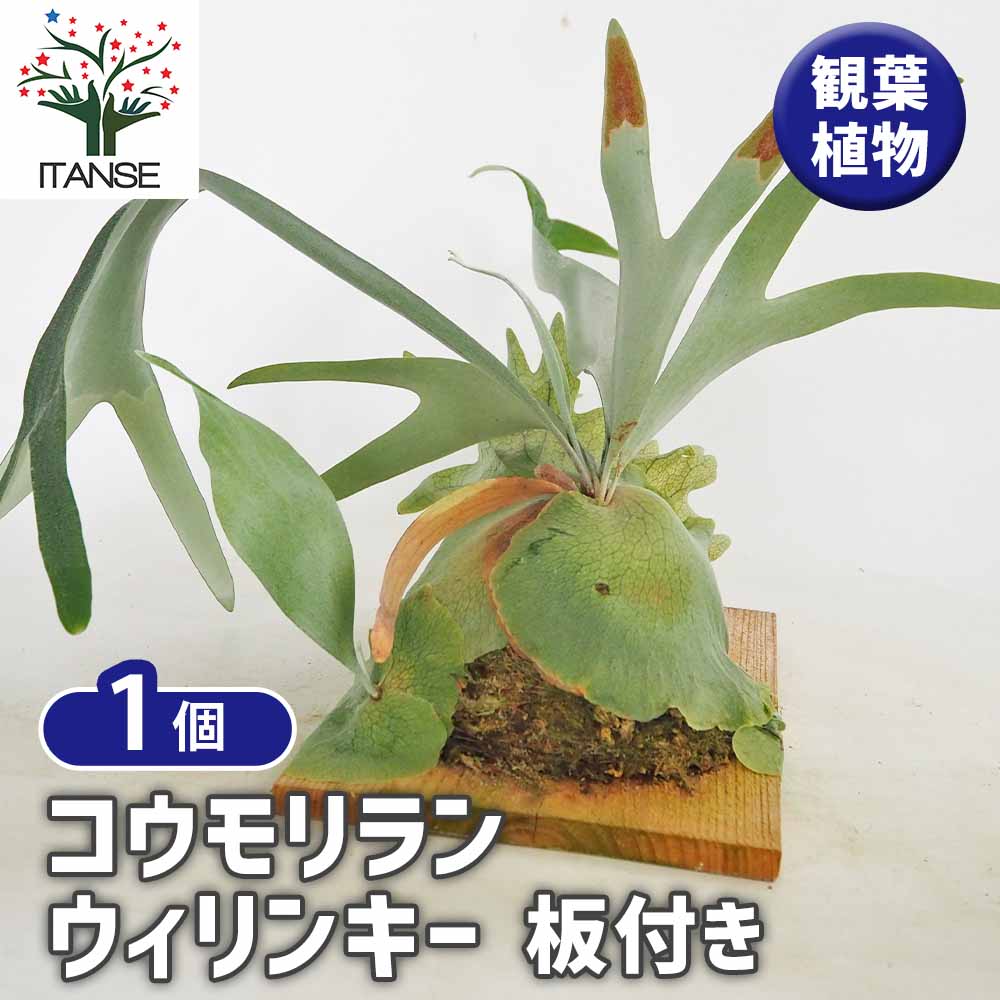 コウモリラン ウィリンキー板付き 【観葉植物 ／1個売り】｜ 【植物の