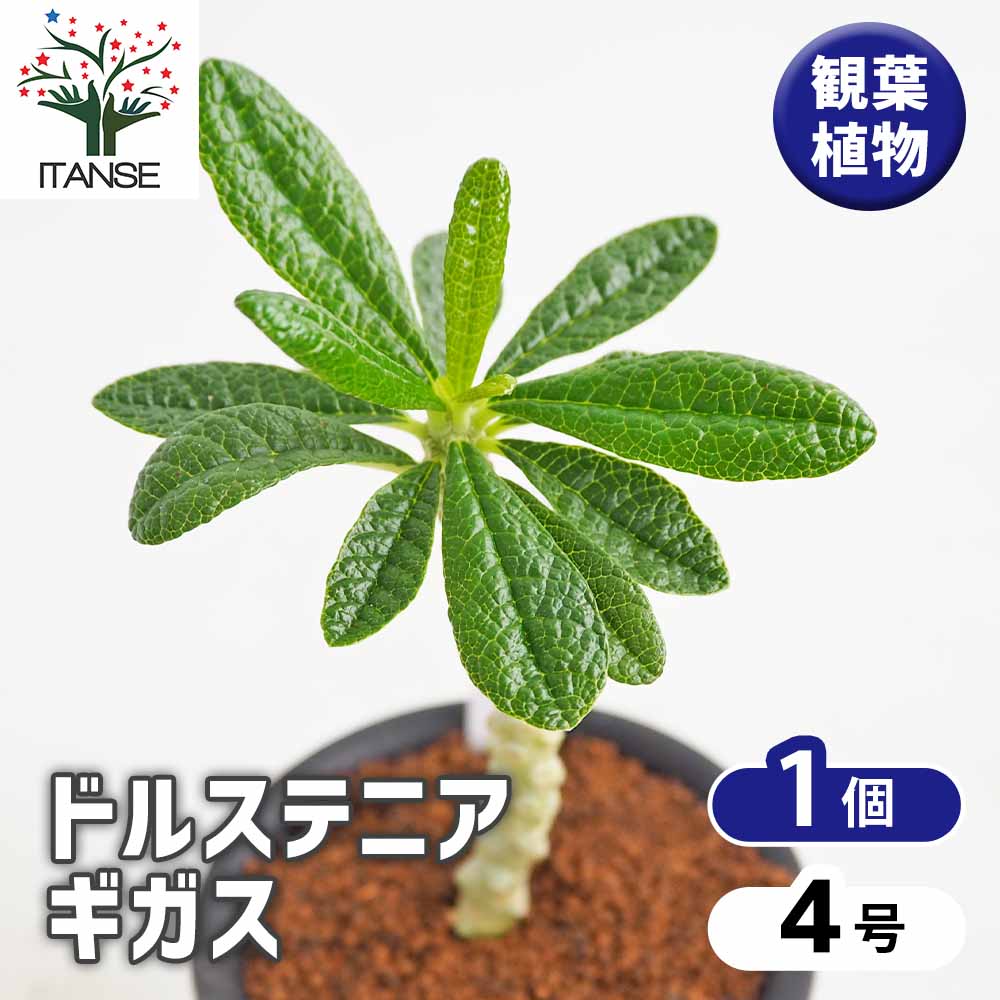 ドルステニア ギガス 【観葉植物 3号／1個売り】｜ 【植物の