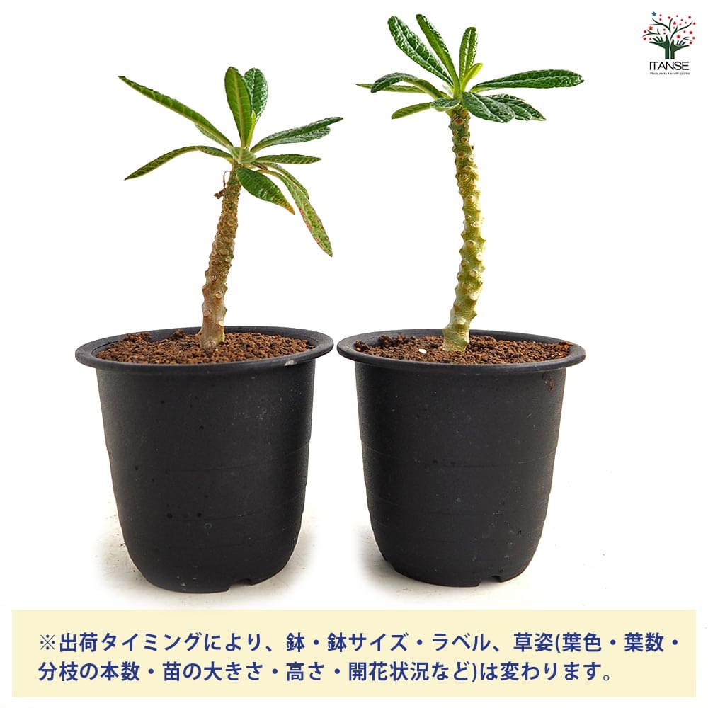 ドルステニア ギガス 【観葉植物 3号／1個売り】｜ 【植物の