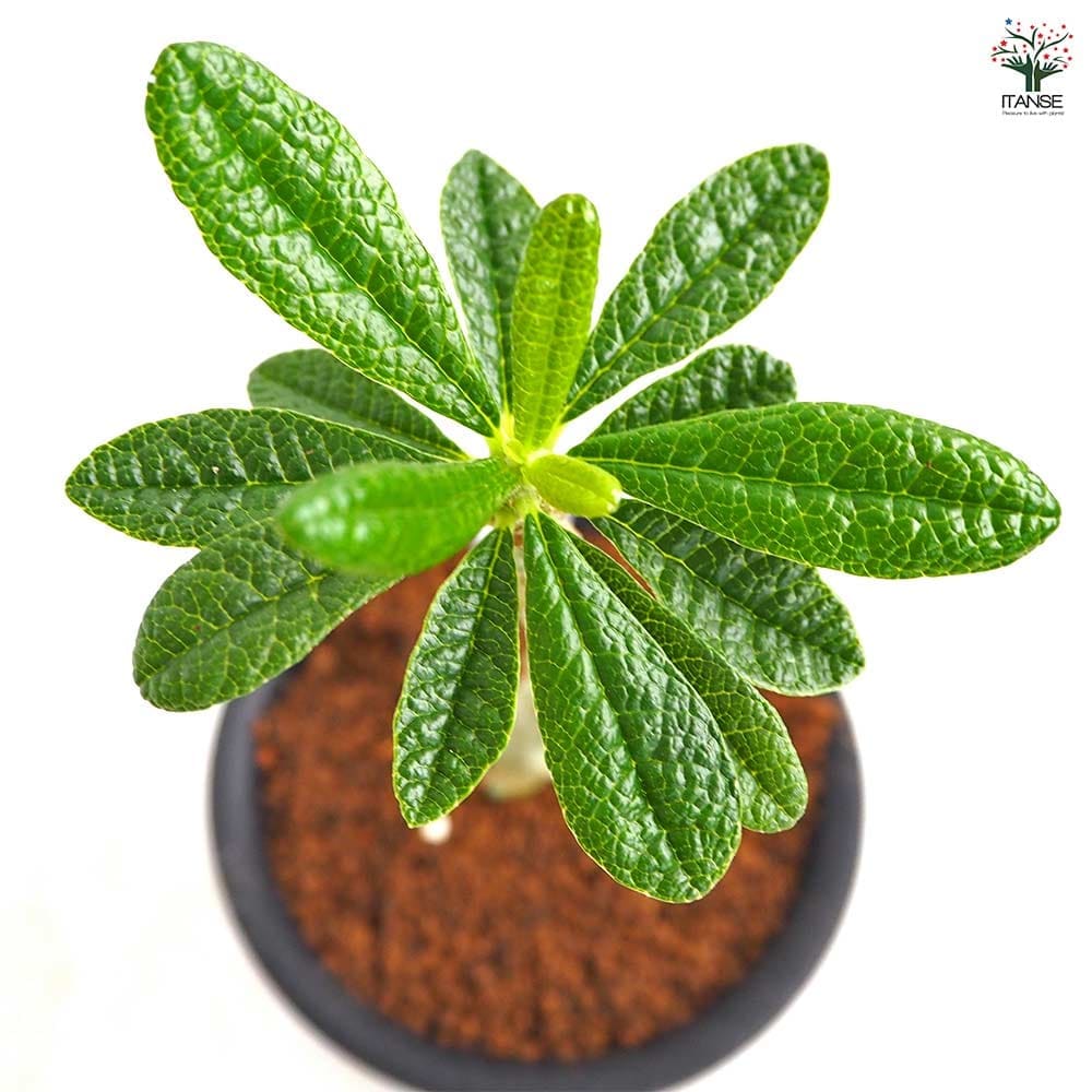 ドルステニア ギガス 【観葉植物 3号／1個売り】｜ 【植物の