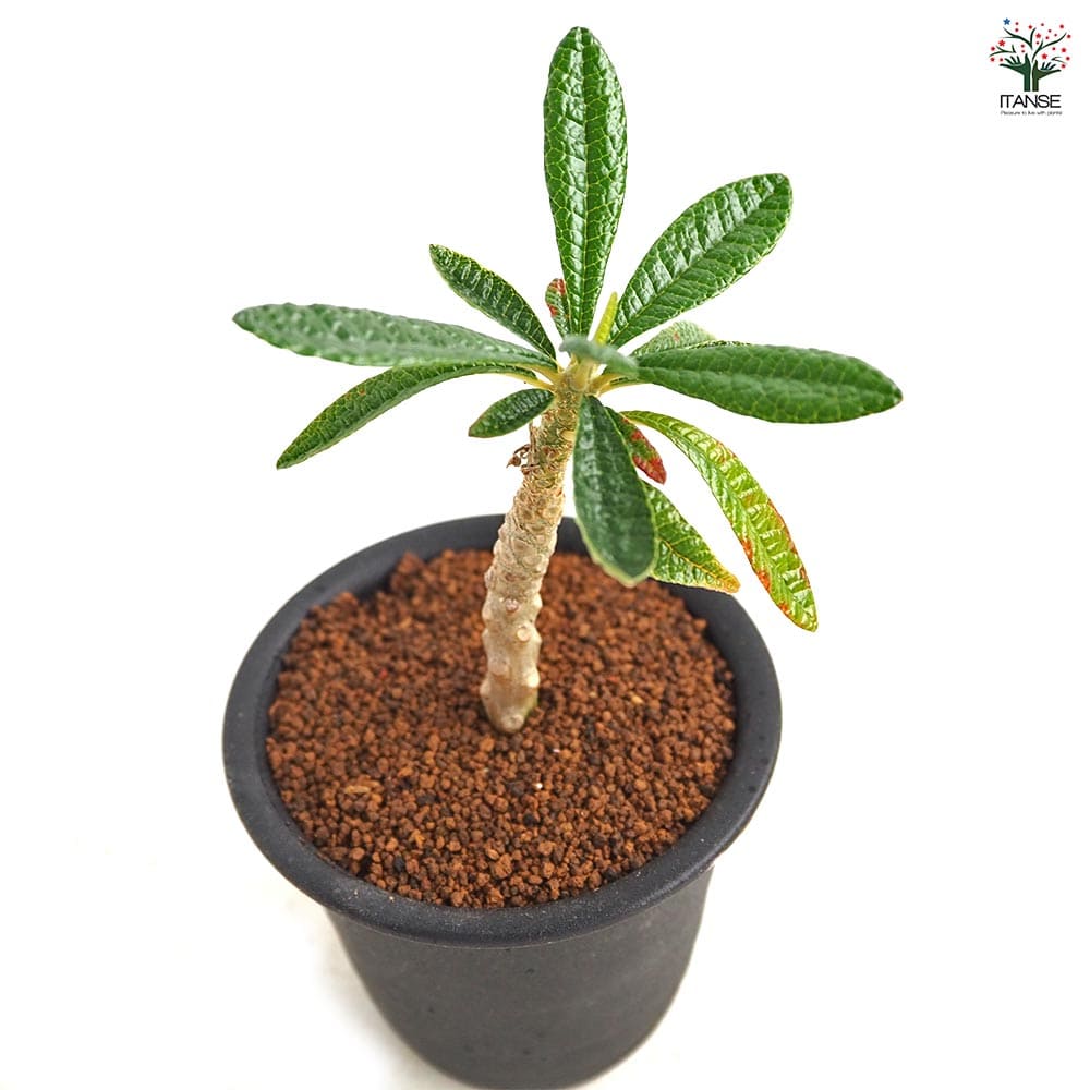 コレクション 美株 ドルステニア ギガス ドルステニア ギガス 【観葉植物 3号／1個売り】｜ 【植物の