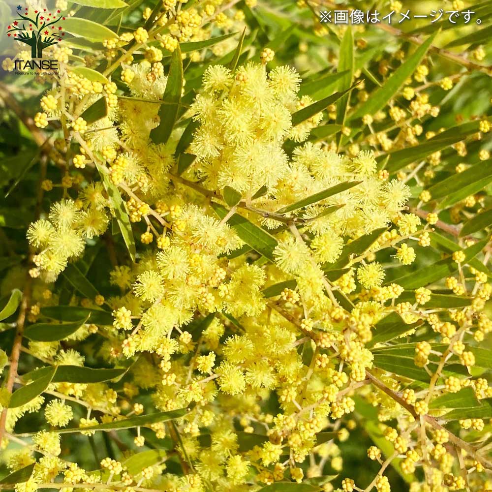 アカシア ブリスベーンワトル【花苗 3.5号ポット／1個売り】｜ 【植物