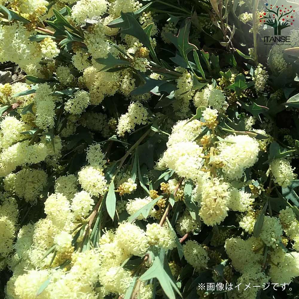 グレビレア シナフェア 2個セット グレビレアシナフェア | PLANTSTOCK〜花屋の花図鑑〜