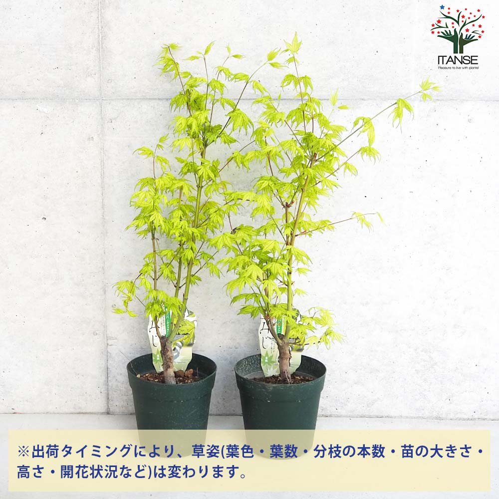 紅葉(モミジ)鴫立沢（シギタツサワ）【現品発送】管理60247