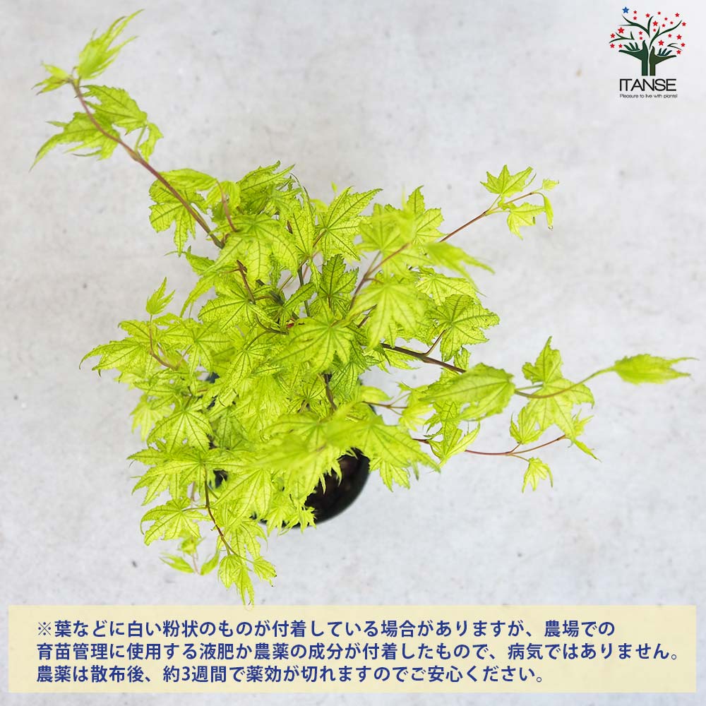 モミジ(カエデ)の苗木 品種：鴫立沢(シギタツサワ)【庭木 5号鉢 接木苗