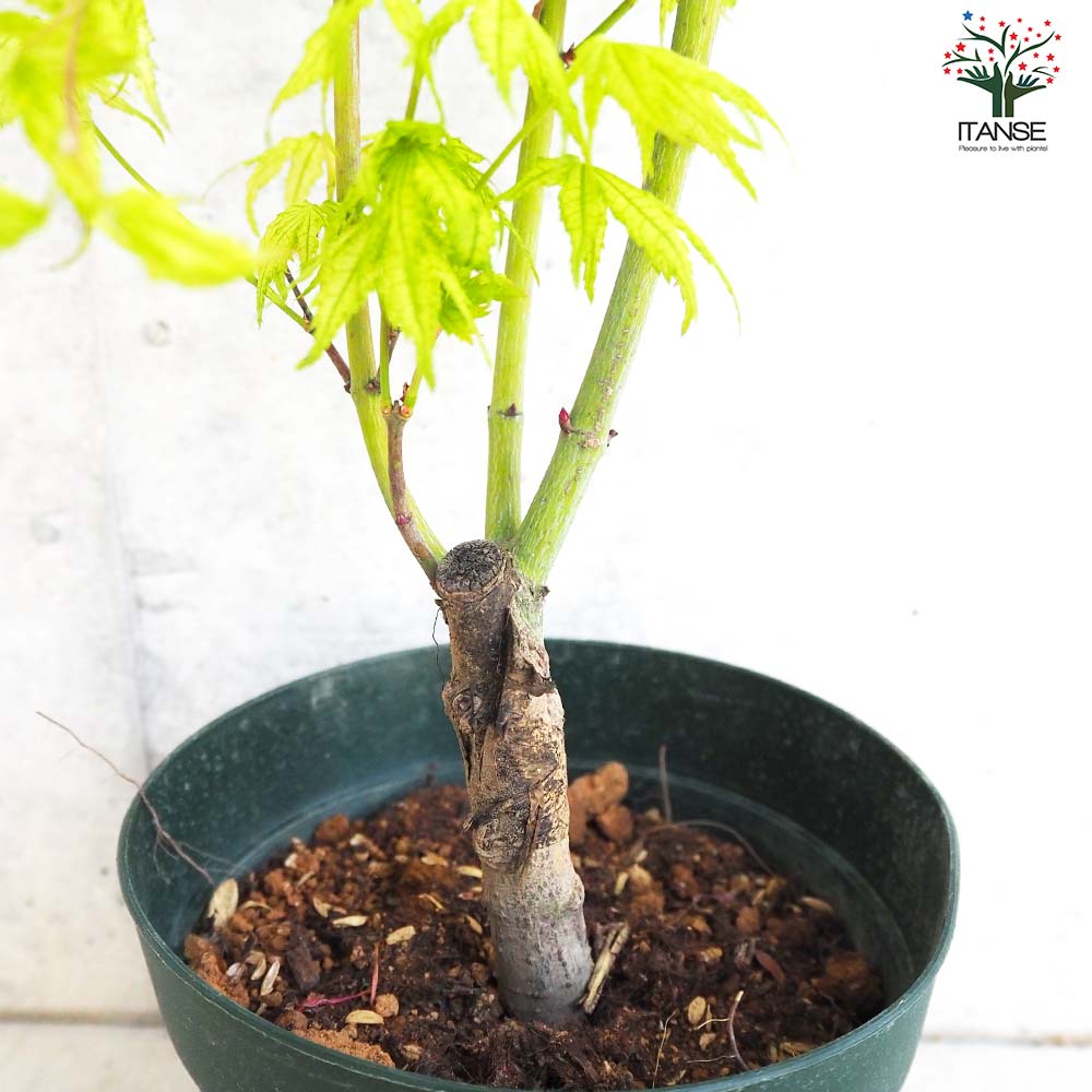 もみじ苗木　鳴立沢 もみじ苗木 鳴立沢 むらさきいろ・・:もみじ（鴫立沢）