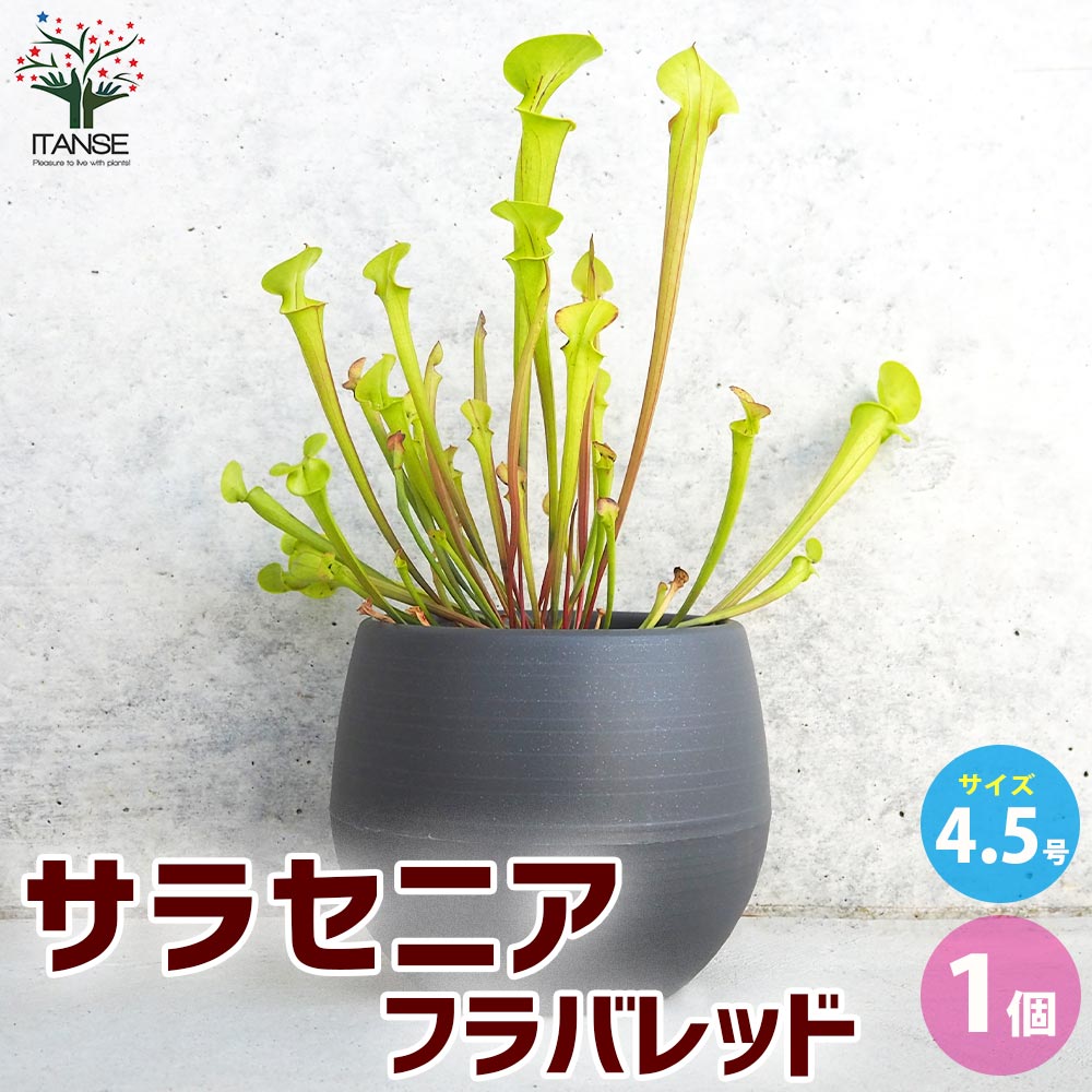 サラセニア フラバレッド【観葉植物 4.5号鉢/1個売り】