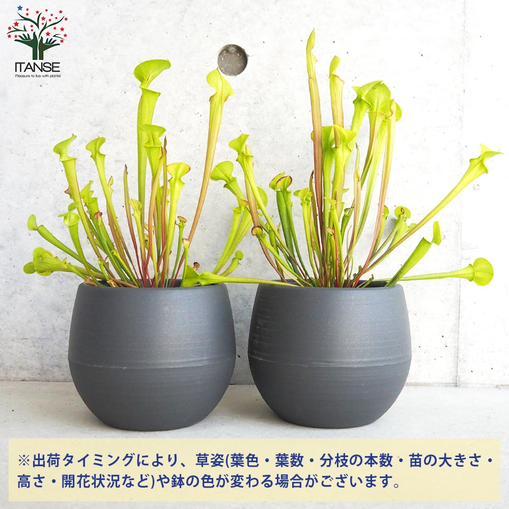 サラセニア フラバレッド【観葉植物 4.5号鉢/1個売り】