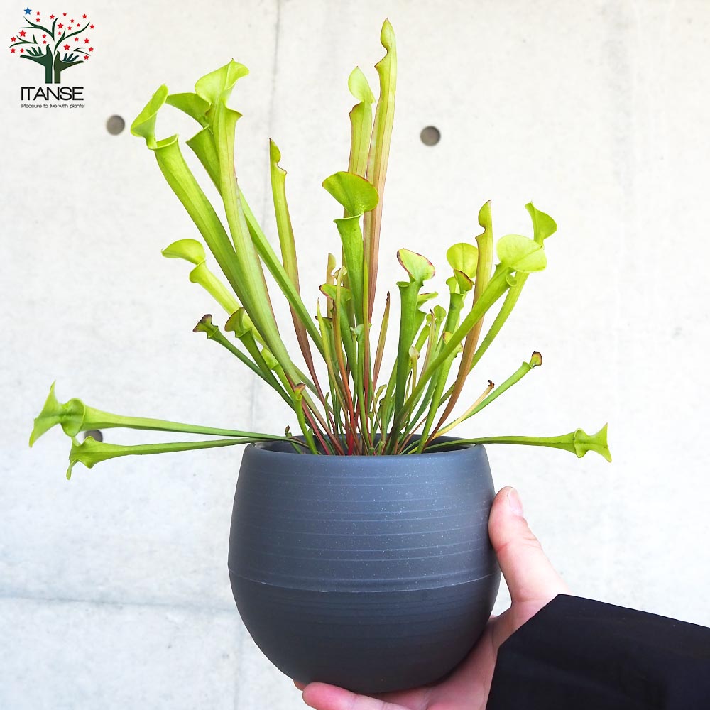 サラセニア フラバレッド【観葉植物 4.5号鉢/1個売り】