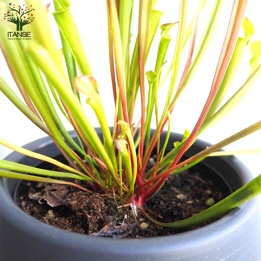 サラセニア フラバレッド【観葉植物 4.5号鉢/1個売り】