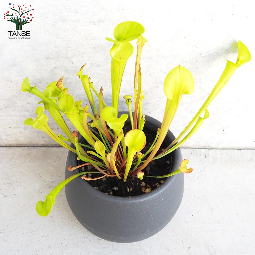 サラセニア フラバレッド【観葉植物 4.5号鉢/1個売り】