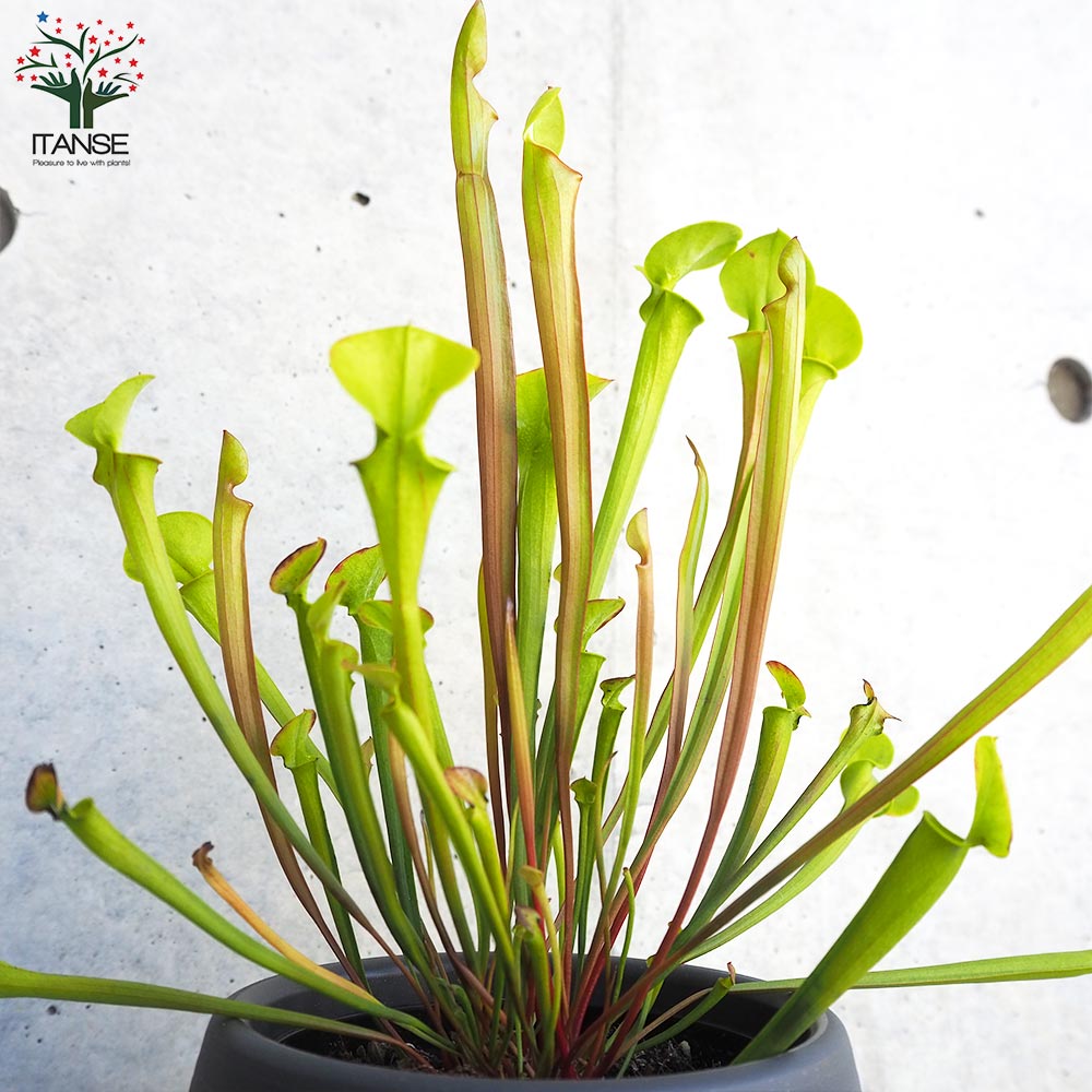 サラセニア フラバレッド【観葉植物 4.5号鉢/1個売り】