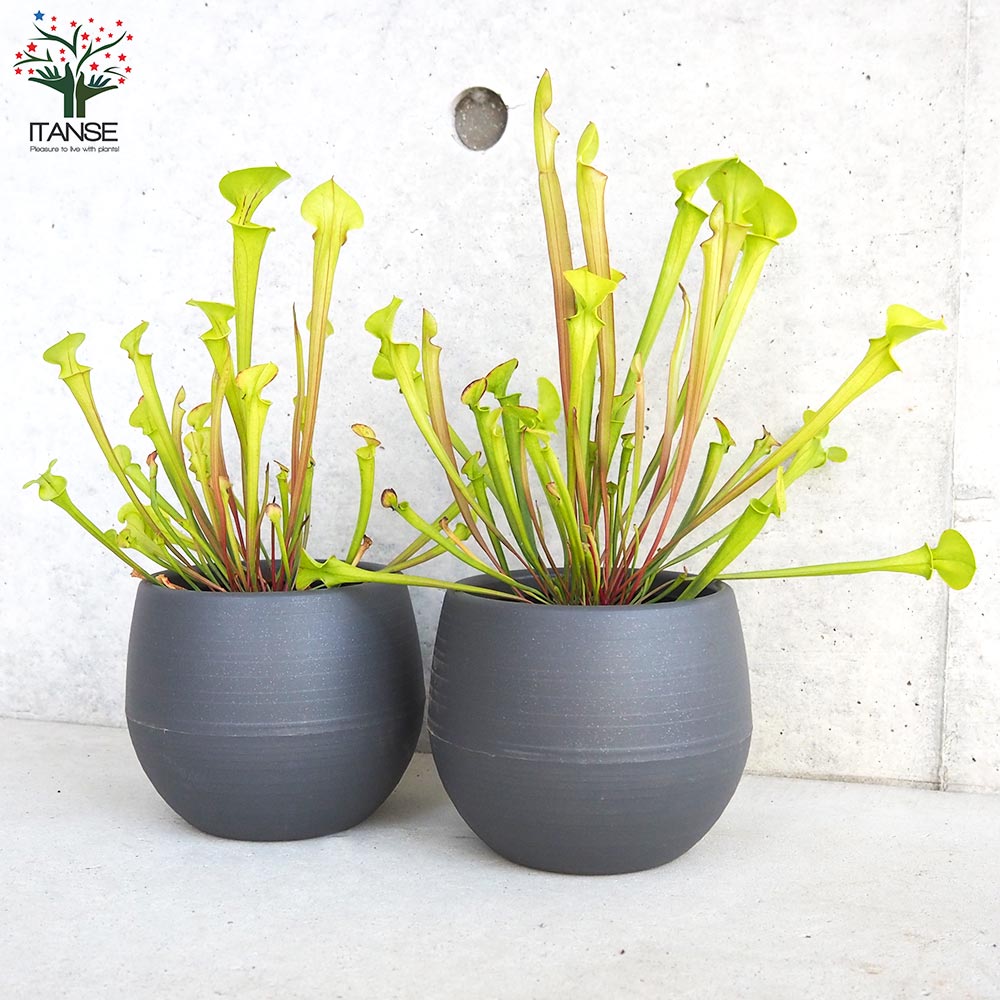 サラセニア フラバレッド【観葉植物 4.5号鉢/1個売り】