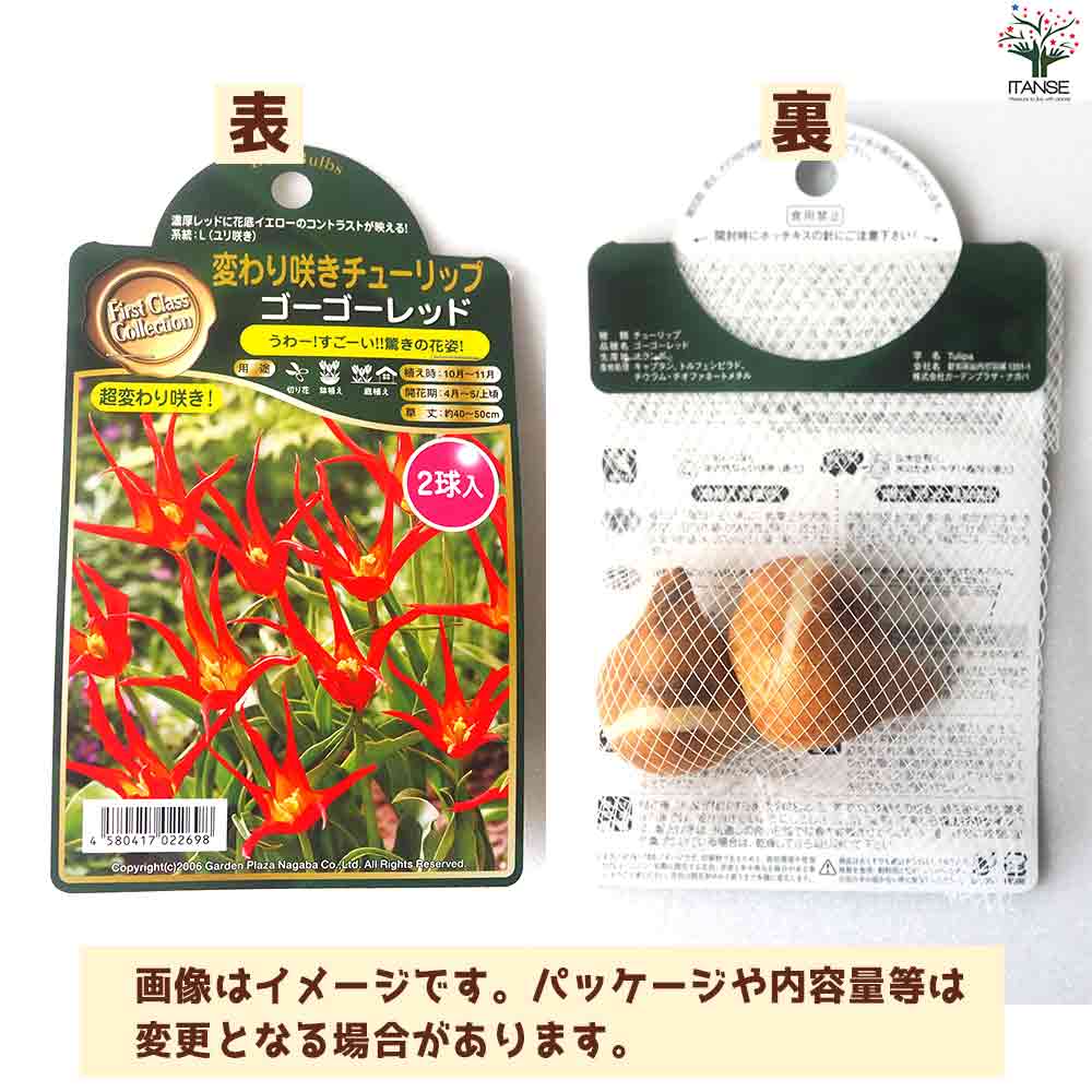 球根  スペシャルチューリップ ゴーゴーレッド 【花苗 2球／1個売り】