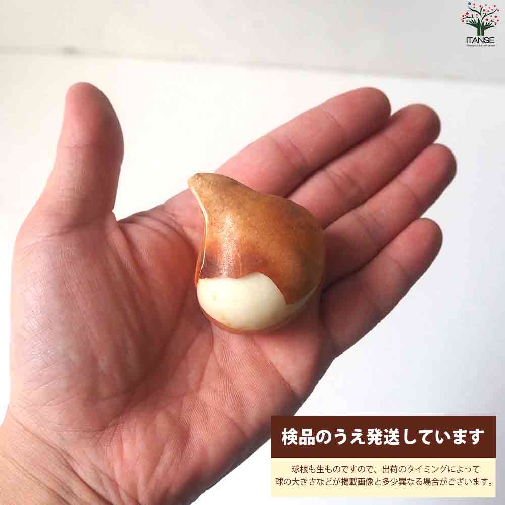 球根  スペシャルチューリップ ゴーゴーレッド 【花苗 2球／1個売り】