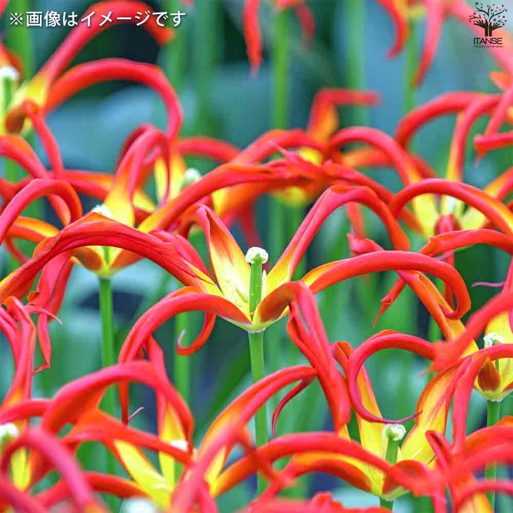 球根  スペシャルチューリップ ゴーゴーレッド 【花苗 2球／1個売り】