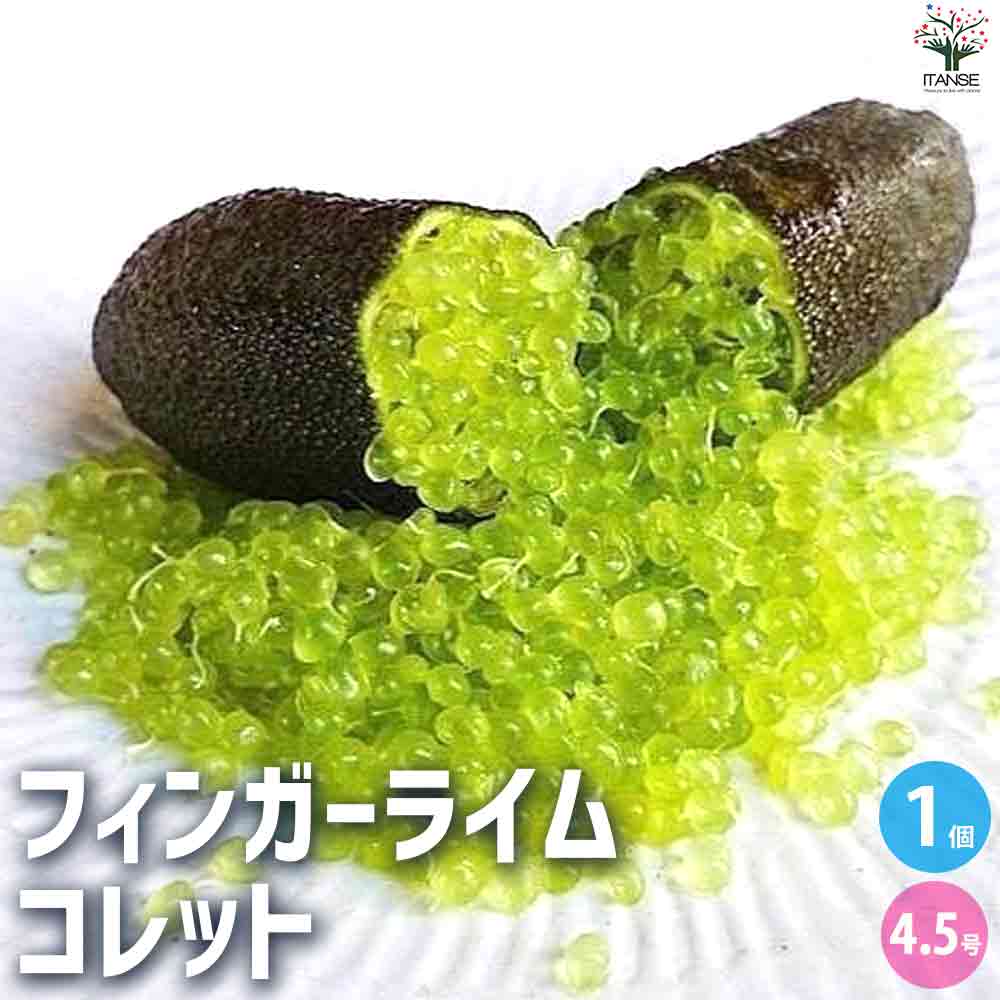 フィンガーライム コレット 【果樹の苗木 4.5号ポット／1個売り】