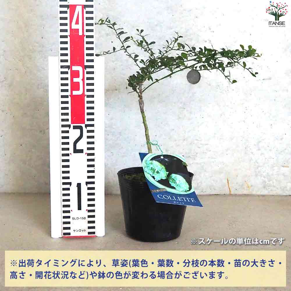 フィンガーライム コレット 【果樹の苗木 4.5号ポット／1個売り】