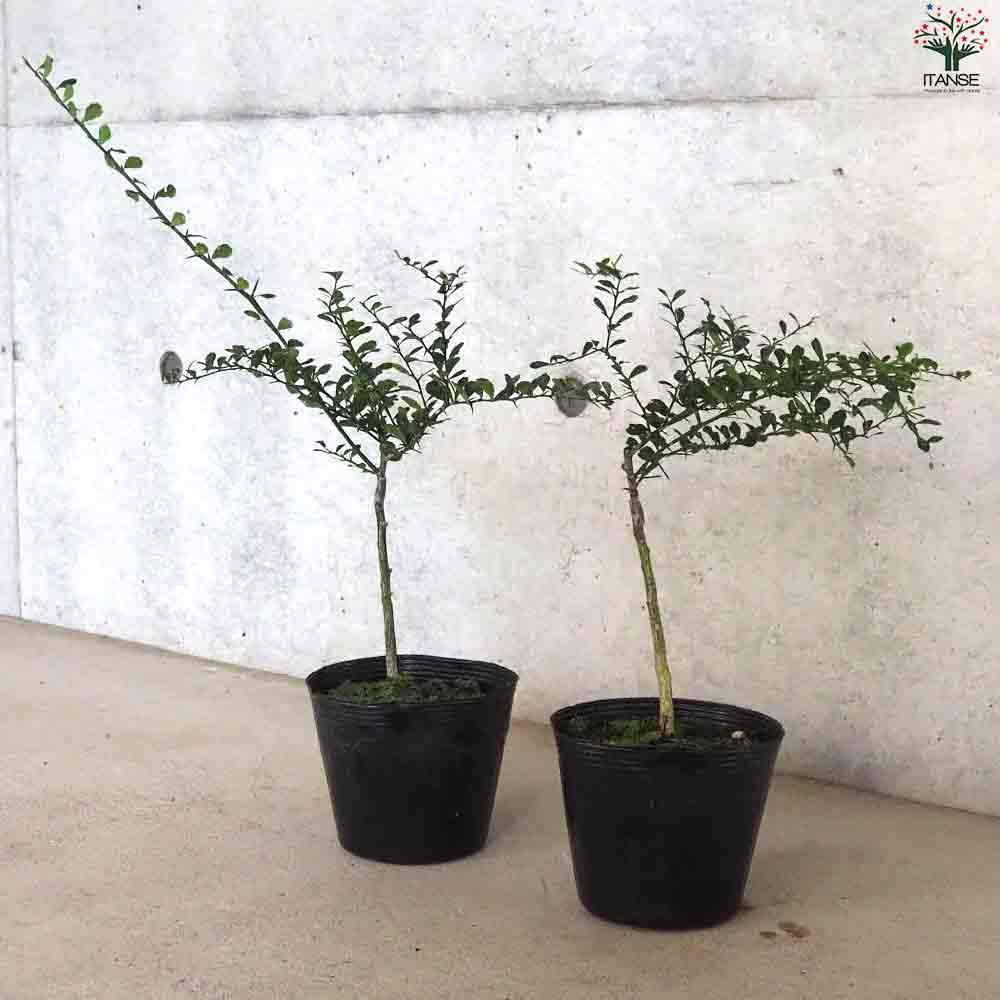 フィンガーライム コレット 【果樹の苗木 4.5号ポット／1個売り】