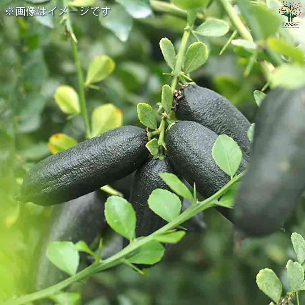 フィンガーライム コレット 【果樹の苗木 4.5号ポット／1個売り】