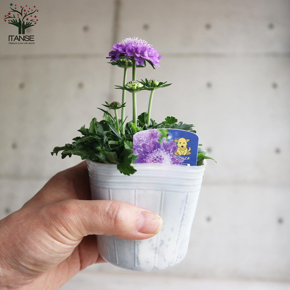 お花の苗　ブルーピンク　黄色 cd41c3f0f65830237a0bdb4fe33b5d