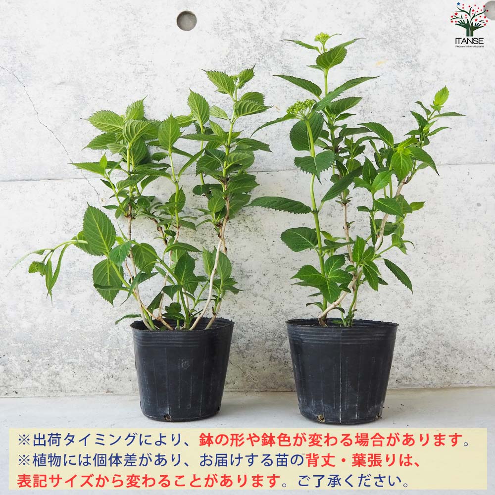 【花苗】ヤマアジサイ　海峡　ポットごと発送　山紫陽花　山アジサイ　カイキョウ 花苗】ヤマアジサイ 海峡 ポットごと発送 山紫陽花 山アジサイ