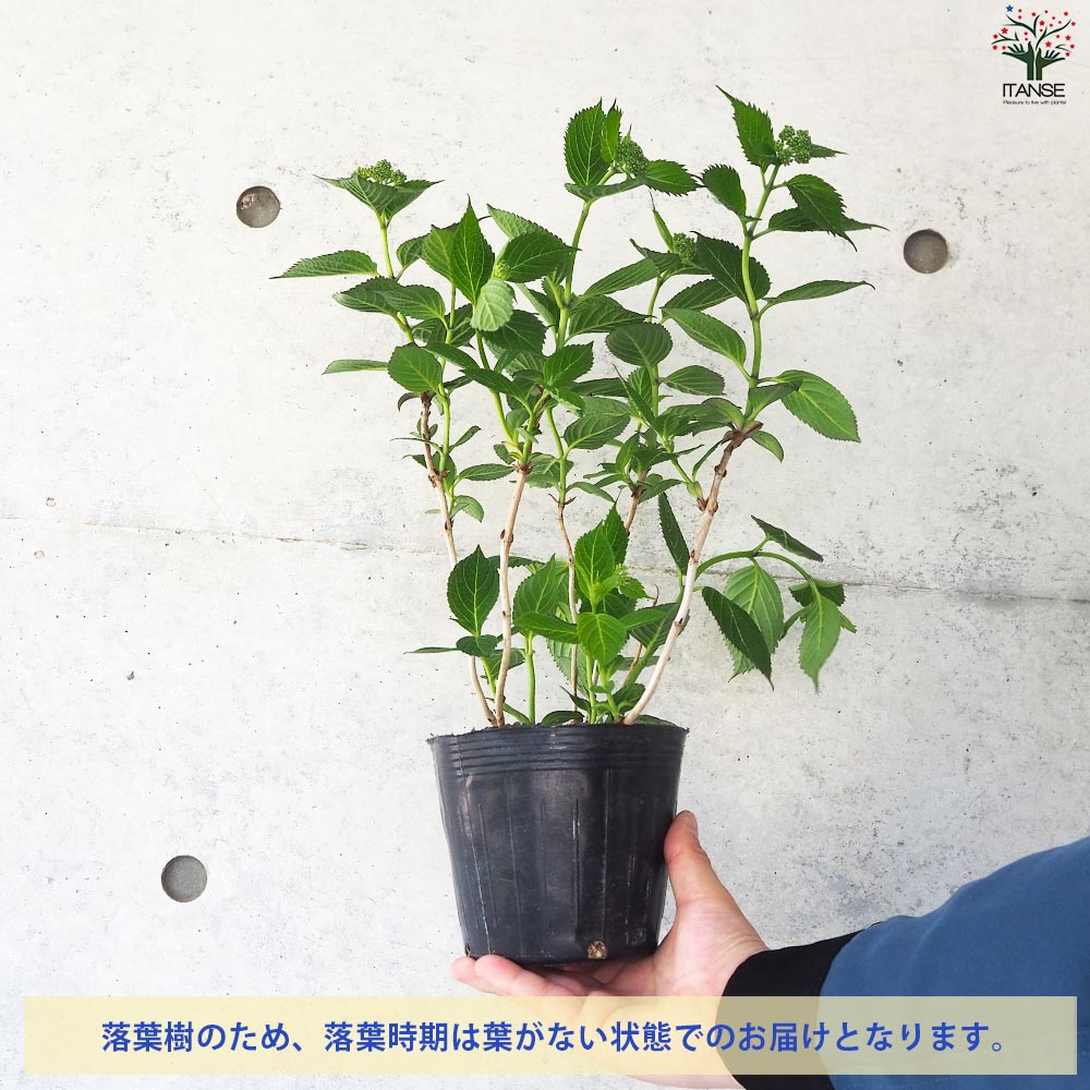 ヤマアジサイ 海峡(カイキョウ)【花苗 4.5号ポット】｜ 【植物の