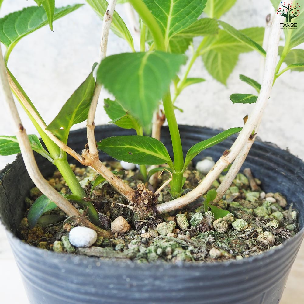 ヤマアジサイ 海峡(カイキョウ)【花苗 4.5号ポット】｜ 【植物の