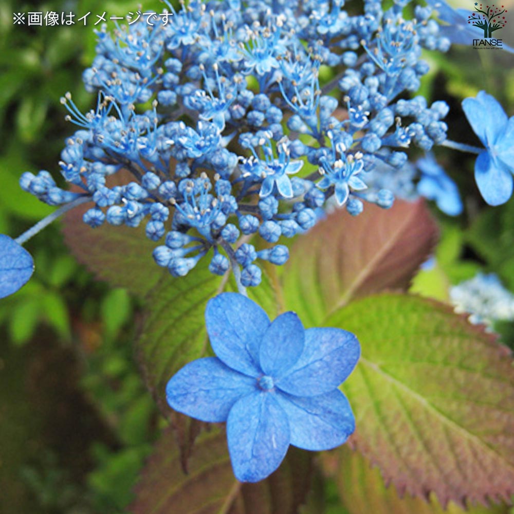 ヤマアジサイ 海峡(カイキョウ)【花苗 4.5号ポット】｜ 【植物の