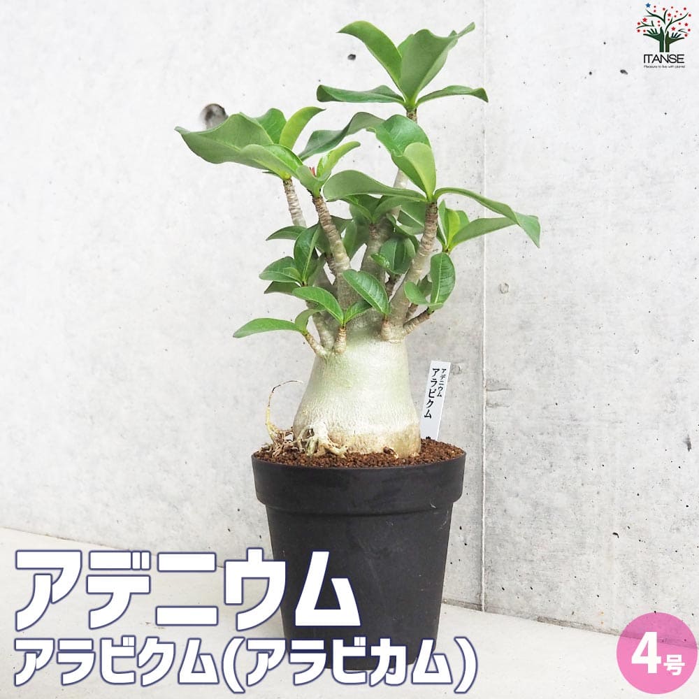 アデニウム アラビクム(アラビカム)【観葉植物 4号鉢Lサイズ】