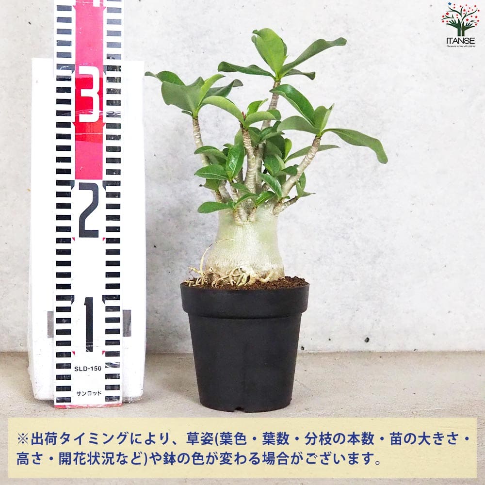 アデニウム アラビクム(アラビカム)【観葉植物 4号鉢Lサイズ】