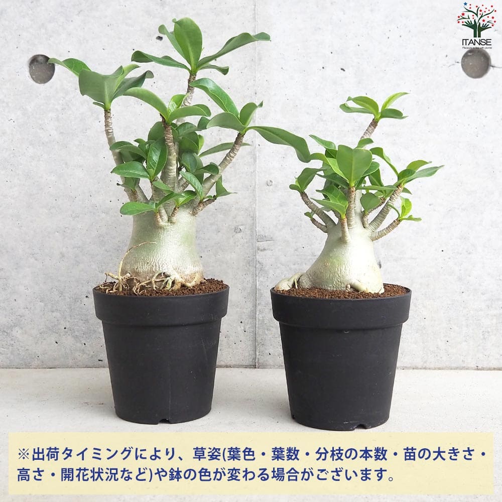アデニウム アラビクム(アラビカム)【観葉植物 4号鉢Lサイズ