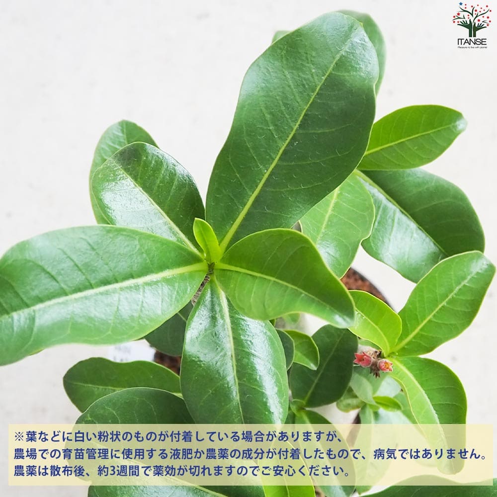 アデニウム アラビクム(アラビカム)【観葉植物 4号鉢Lサイズ】