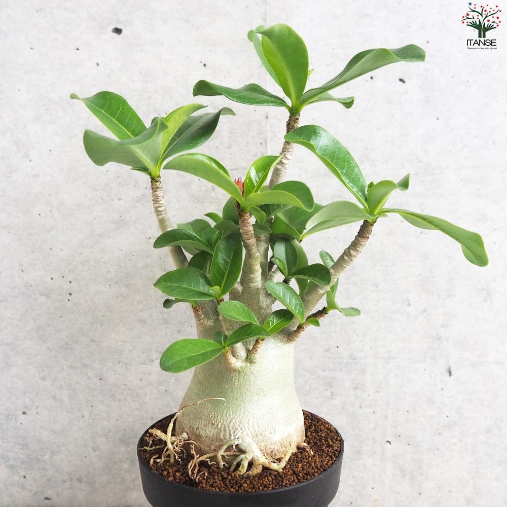 アデニウム アラビクム(アラビカム)【観葉植物 4号鉢Lサイズ】