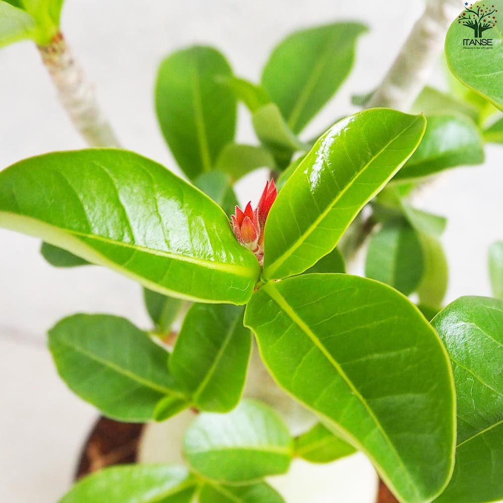 アデニウム アラビクム(アラビカム)【観葉植物 4号鉢Lサイズ】