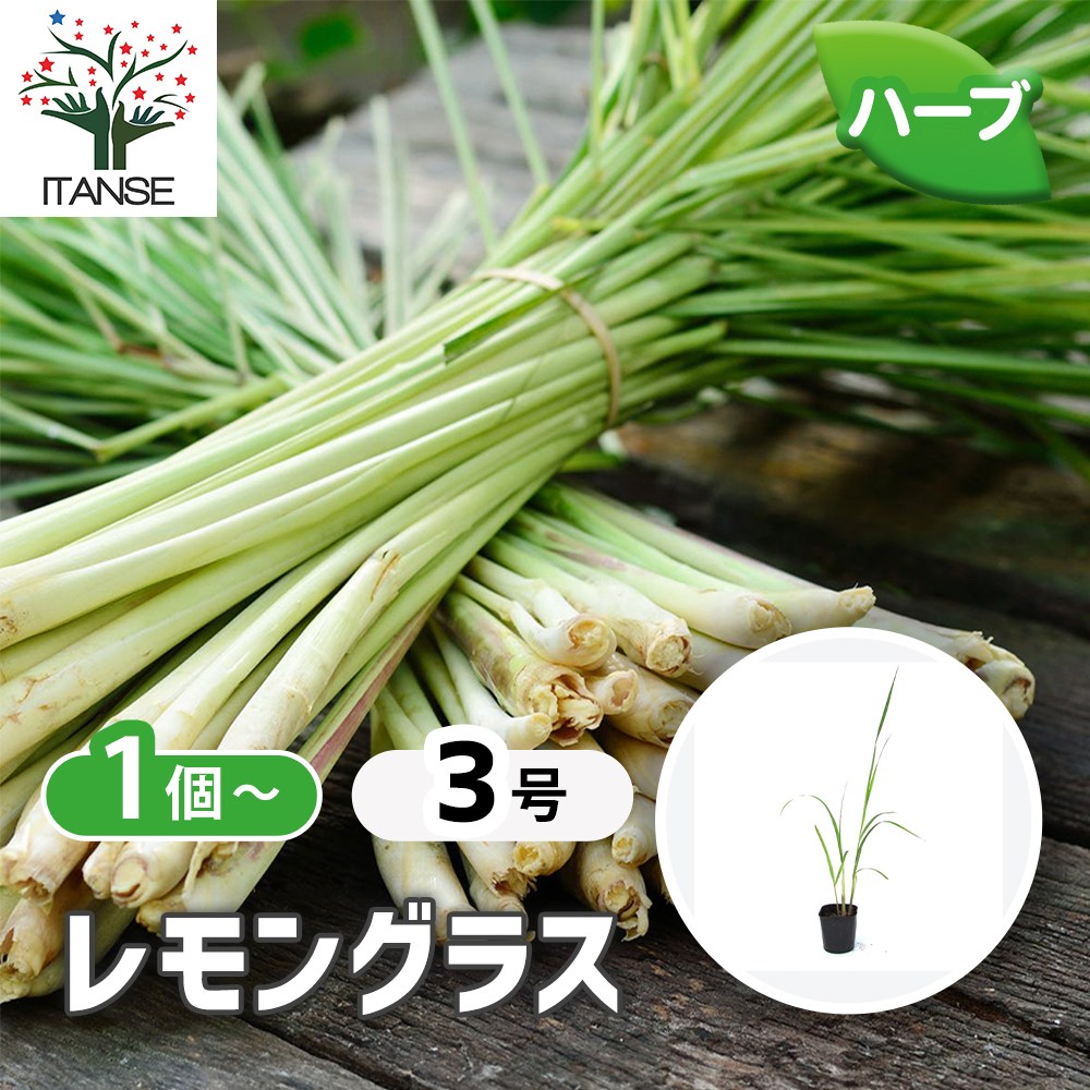 レモングラス【ハーブ苗9cmポット／1個～】｜ 【植物のITANSE