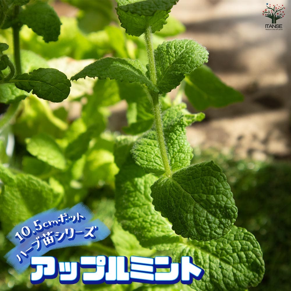 アップルミント 10.5cm2個～【おうちで簡単！育てやすい10.5cmポットハーブ苗シリーズ！】