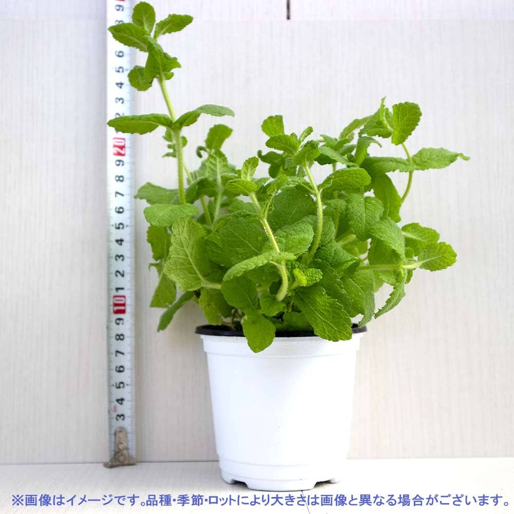 アップルミント 10.5cm2個～【おうちで簡単！育てやすい10.5cmポットハーブ苗シリーズ！】