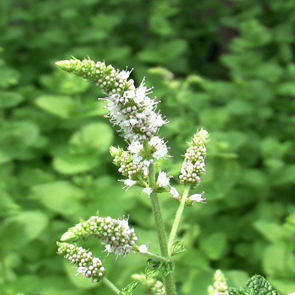アップルミント 10.5cm2個～【おうちで簡単！育てやすい10.5cmポットハーブ苗シリーズ！】