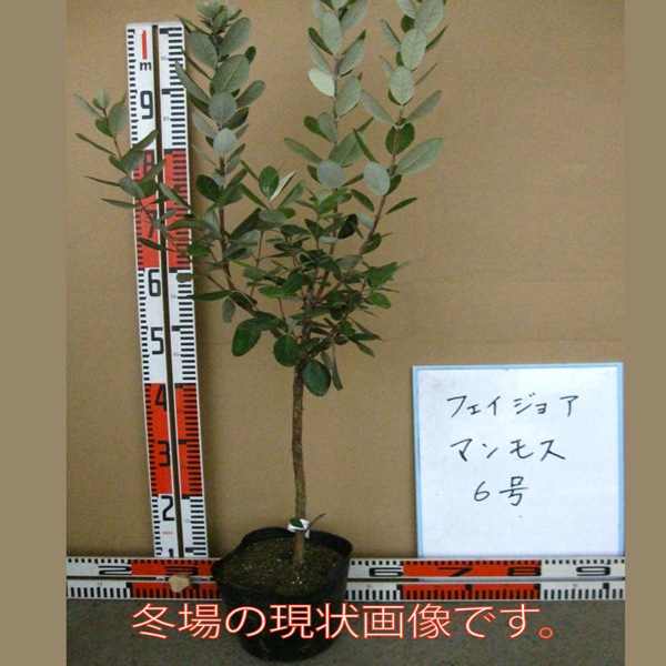 ITANSE良品セレクト通販 ITANSE良品セレクト通販